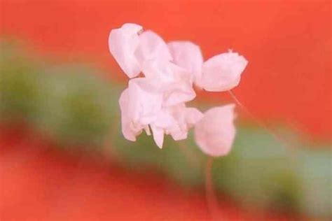  優曇華的奇遇！一朵只在天堂綻放的花朵，如何化解人間的貪婪與爭鬥？